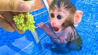 Monkey Baby Bon Bon harvest fruit in the garden and eat with puppy and duckling at the pool