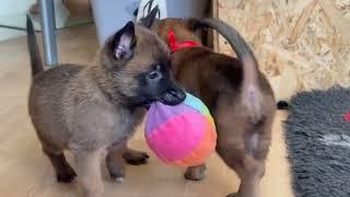 Gratsiano malinois puppies N-litter, 5 weeks old