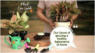 Our Secret of Growing a Healthy Aglaonema Plant at Home || Plant Care Guide