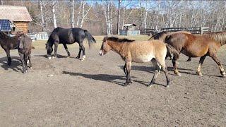 Робингуд пришёл домой со своим выводком!!!