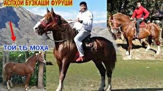 АСПИ БУЗКАШИ ФУРУШИ лошадь самая лучшая порода в мире /horse 13 ноября 2020 г. ХУЛБУК ТВ