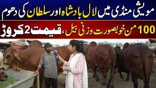 Biggest Bull & Goat In Lahore | Cattle Market | MYK News Tv