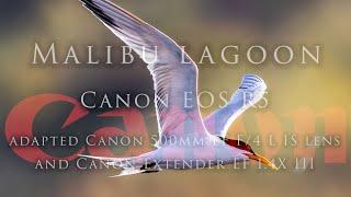  Treasures in flight!! Simply an amazing day with the Canon R5 at Malibu Lagoon! 