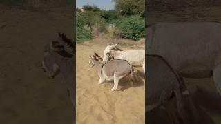 #donkey #animals #youtubeshorts #trending