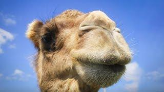 You have no idea where camels really come from | Latif Nasser