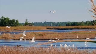 Flight at Bear Island