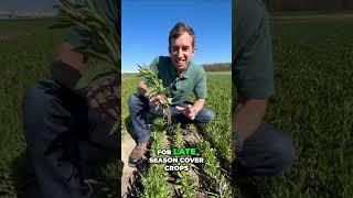 Winter Camelina: New Cover Crop Option for Ontario Farmers