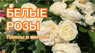 БЕЛЫЕ РОЗЫ в саду | Достоинства | Устойчивость к дождю | Пять сортов