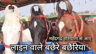 महेंद्रगढ़ हरियाणा से आए लाइन वाले बछैरे बछैरिया | pushkar pashu mela 2023