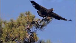Sunny's Beautiful Flight To The Simba Tree!    ️ Big Bear Eagles @FOBBVCAM 6.20.25