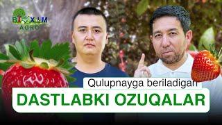 Qulupnayning dastlabki ozuqalari