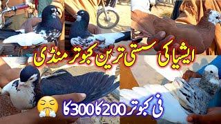 Asia's Cheap  Pigeon Market | All pigeon 200 of 300 | Kabutar Mandi | Pigeon Market |