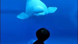 Watch: Beluga Whale Comes To Say Hello