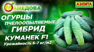  Огурцы Пчелоопыляемые  Какие лучшие? Огурец Куманек F1. Урожайность 6-7 кг/м2