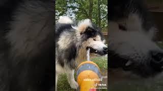 Malamute#videoedits60 #adoptdontshop #animals