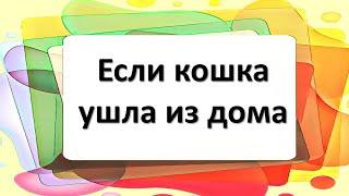 Если кошка ушла из дома, что делать и как позвать домой