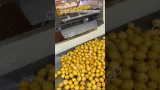 Lemon Washing And Air-Drying Processing Line