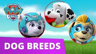 PAW Patrol Learn about Dog Breeds! - Learn with PAW Patrol - PAW Patrol Official & Friends