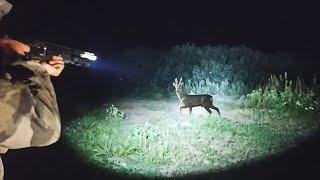 ROE HUNT AT NIGHT