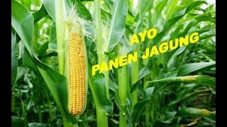 PANEN JAGUNG PULUT/KETAN DI HALAMAN RUMAH