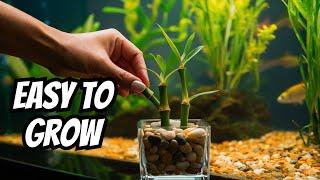 How To Grow Lucky Bamboo In Aquariums (Ultimate Guide)