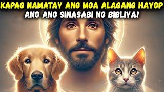 Ano ang Nangyayari sa mga Alagang Hayop Kapag Sila ay Namatay? Ano ang Sinasabi ng Bibliya?