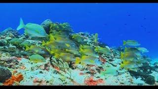 Wonderful underwater world part four- North America   Cudowny podwodny świat część 4