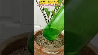 LEMON TREE #tutorialsvideo #gardening