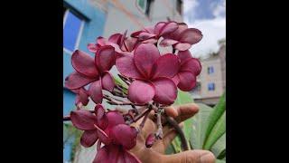 Plumeria "Ruby Syrah"। A Beautiful Magenta Red Plumeria at Agri Aqua Bd।