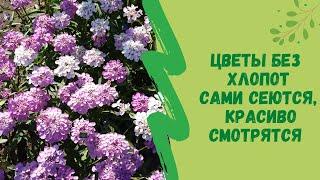 Цветы без хлопот! Сами сеются, красиво смотрятся