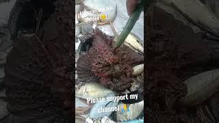 BANTOL (Stone Fish) #fishing #bigfish #shortvideo