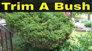 How To Trim A Bush-Trimming Overgrown Shrubs-Tutorial