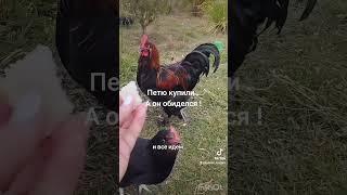 Петю купили быстро . Ну и хорошо , а то пошел бы в суп !