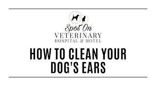 How to Clean Your Dog's Ears and Apply Ear Medication