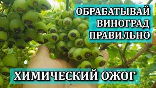 ОБРАБОТКА ВИНОГРАДА ПРАВИЛЬНО.ХИМИЧЕСКИЙ ОЖОГ. ПРИЧИНЫ. РЕШЕНИЯ