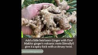 Makhir Ginger - Packed with antioxidants and its anti-inflammatory properties,