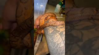 Beautiful Dominican Red Mountain Boa (DRMB)