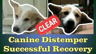 Surviving Distemper - A Success Story