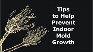 Tips to Help Prevent Indoor Mold Growth