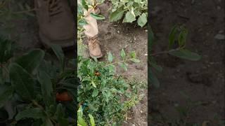 Look friends, the peanut plants have grown #nature #farming #peanut #shorts