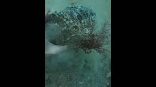 MAMMOTH Tooth from Ice Age! #columbianmammoth #iceage #prehistoric #fossil #shark #diving