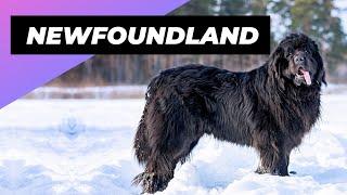 Newfoundland  One Of The Biggest Dog Breeds In The World #shorts