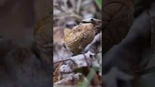 Copperhead Snake Identification Is Easy! #wildlife #snake #animals