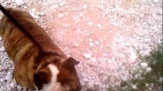 C-Loww aka Coleman (English Bulldog) up for stud..
