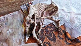 Alone in Pain, Skinny, Severely Depressed, BUT Fate Sent Her a Miracle!
