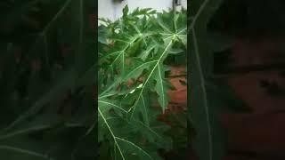dwarf Pawpaw #agriculture #farming #bayelsastate