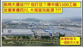 香港財經 R一週股市大事 20241019 動物大遷徙??? 怕打仗？傳中國1500工廠從廣東遷四川, 大灣區玩能源 ???