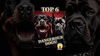 Top 6 Most Dangerous Dog Breeds That’ll Shock You! #dogs #animals #dangerousdogs  #shorts #dog