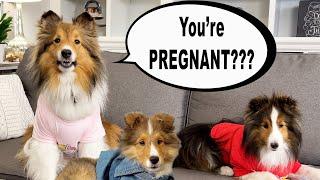 "You're PREGNANT?"  a hilarious Biscuit Talky on Cricket "the sheltie" Chronicles e225