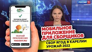 Ягоды Карелии. Мобильное приложение. Сбор ягод в Карелии 2022. Репортаж "РОССИЯ 1".